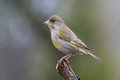 Free Greenfinch (Carduelis Chloris) Royalty Free Stock Image - 6186286
