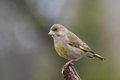 Free Greenfinch (Carduelis Chloris) Stock Images - 6186294
