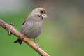 Free Greenfinch (Carduelis Chloris) Royalty Free Stock Image - 6186306