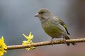 Free Greenfinch (Carduelis Chloris) Royalty Free Stock Image - 6186316