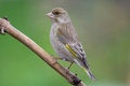 Free Greenfinch (Carduelis Chloris) Royalty Free Stock Images - 6186329