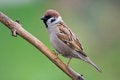 Free Bird - Tree Sparrow Stock Photography - 6186362