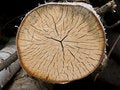 Free Tree Cross Section Stock Photo - 6188330