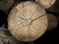 Free Tree Cross Section Stock Photography - 6188352