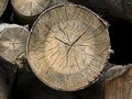 Free Tree Cross Section Stock Photo - 6188410