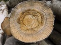 Free Tree Cross Section Royalty Free Stock Photo - 6188465