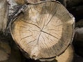 Free Tree Cross Section Royalty Free Stock Photos - 6188568