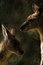 Free Kangaroos Royalty Free Stock Image - 6184296