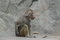 Free Monkey Between The Rocks Royalty Free Stock Image - 6185146