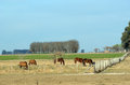 Free Rural Scene Royalty Free Stock Photo - 6190045