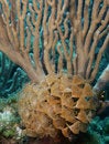 Free Social Feather Duster( Stock Image - 6199221