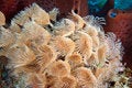 Free Social Feather Duster( Stock Photo - 6199300