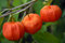 Free Seeds In Boxes Royalty Free Stock Photography - 6191577