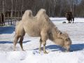 Free Camels Royalty Free Stock Photo - 620565
