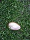Free Golden Egg Stock Photography - 621402