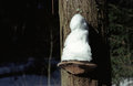 Free A Little Snowman Royalty Free Stock Image - 622786