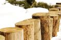Free Stumps Royalty Free Stock Images - 623379