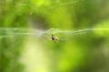 Free Spider On Web Stock Photos - 623963