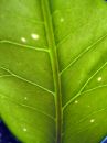Free Green Leaf Veins Royalty Free Stock Images - 624249