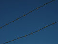 Free Barbed Wire Stock Photo - 624410