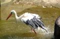 Free Stork Splash Stock Photo - 625020
