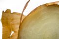 Free Onion Stock Photo - 625770
