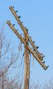 Free Old Railroad Telegraph Pole Royalty Free Stock Photos - 625808