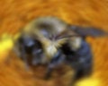 Free Bee In Motion Stock Image - 626491