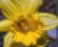 Free Soft Jonquil Royalty Free Stock Photo - 627625