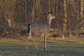 Free Deer Royalty Free Stock Photography - 627727