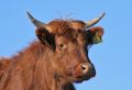 Free Cow Stock Image - 629351