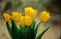 Free Flowers In A Window Royalty Free Stock Photo - 629825