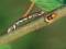 Free Caterpillar Of The Butterfly Of Family Geometridae. Stock Photo - 621650