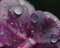 Free Sweet Dewy Sweet Rocket Royalty Free Stock Photography - 623817