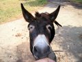 Free Donkey Kiss Royalty Free Stock Photos - 6204858