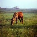 Free Grassland Stock Photography - 6206502
