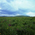 Free Grassland Royalty Free Stock Image - 6206616