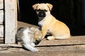 Free Dog Stock Images - 6207234