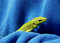 Free Green On Blue Royalty Free Stock Images - 6208529