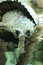 Free Crocodile Stock Images - 6208914
