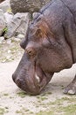 Free Wild Animals Royalty Free Stock Images - 6211779