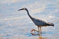 Free White Faced Heron Stock Images - 6218754