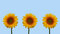 Free Sunflowers Royalty Free Stock Images - 6214869