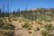 Free Bessie Butte After 2003 Fire Stock Photography - 6216472