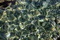 Free Trasparent Sea Water & Stones Royalty Free Stock Image - 6221406