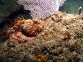Free Spotted Scorpionfish Royalty Free Stock Photography - 6222687