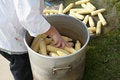 Free Chef Preparing Corn Royalty Free Stock Photos - 6229038
