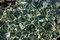 Free Trasparent Sea Water & Stones Royalty Free Stock Image - 6221406