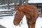Free Horse Royalty Free Stock Photography - 6223987