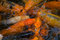 Free Variety Of Koi Carps Stock Photos - 6226913